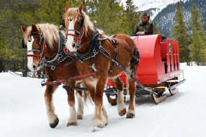 Sleigh Rides in Winter Park